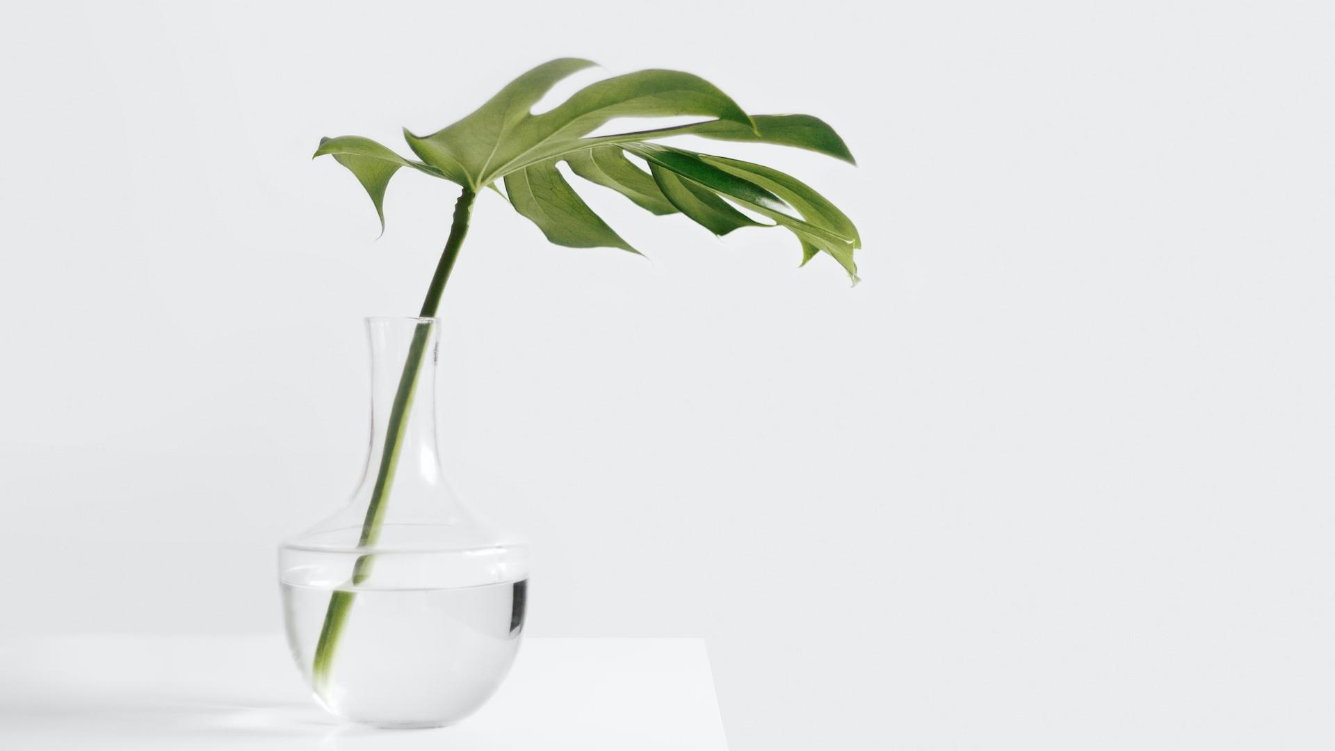 Cheese plant leaf in clear glass vase